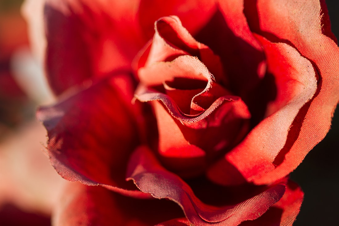 Closeup of a faded artificial rose.
