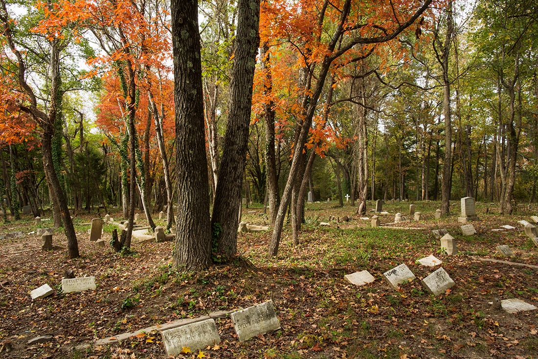 Trees with orange leaves over a cleared area.