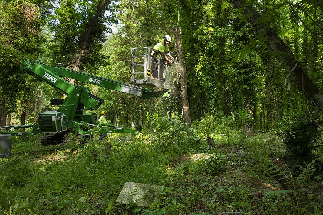 An worker in a cherry picker removes a tree.